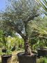 Маслиново дърво за перфектният декор на вашата градина!!!, снимка 13