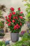 Камелия(Градинска)4налични цвята, снимка 1 - Градински цветя и растения - 45102764