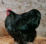 Продавам черен Орпингтон. , снимка 5
