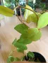 Philodendron hederaceum Lemon Lime , снимка 3