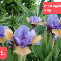 11 мини ириси за градината , снимка 3 - Градински цветя и растения - 45344601