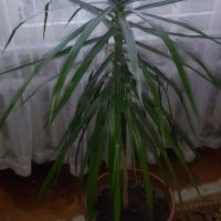 Палма , снимка 7 - Стайни растения - 46008115