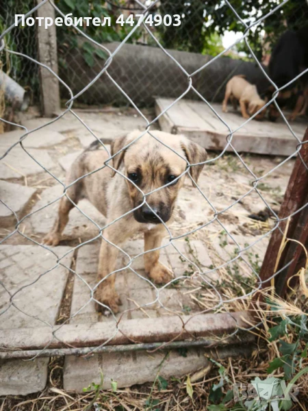 Кученца Подарявам , снимка 1