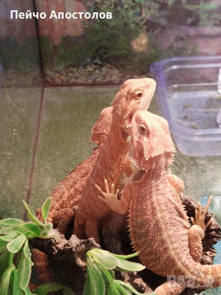 брадати агами и всичко необходимо за тяхното отглеждане, снимка 1