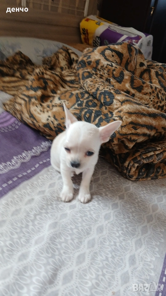 продавам чихопинчер, снимка 1