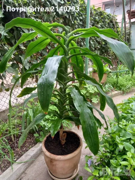 продава юка палма , снимка 1