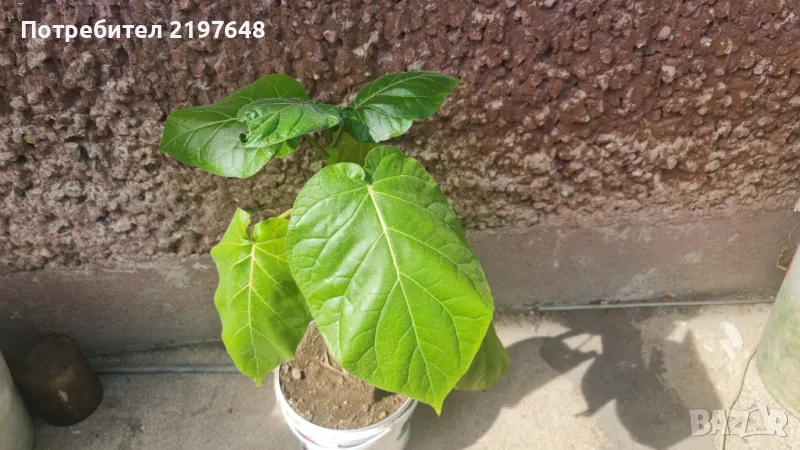 Семена от Тамарило ( доматено дърво), снимка 1