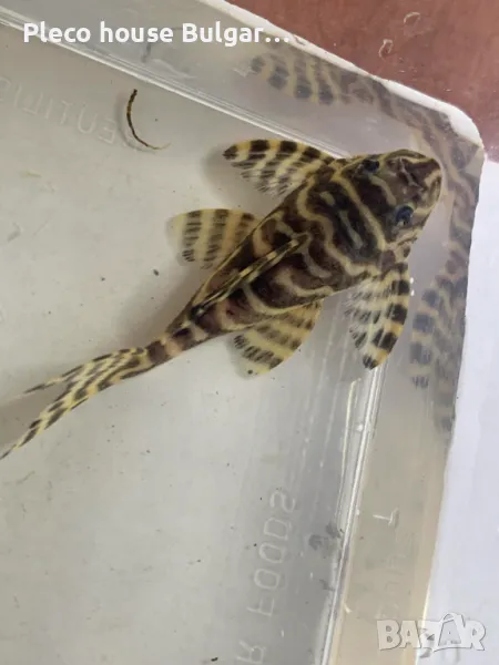 King Tiger Pleco L333, снимка 1