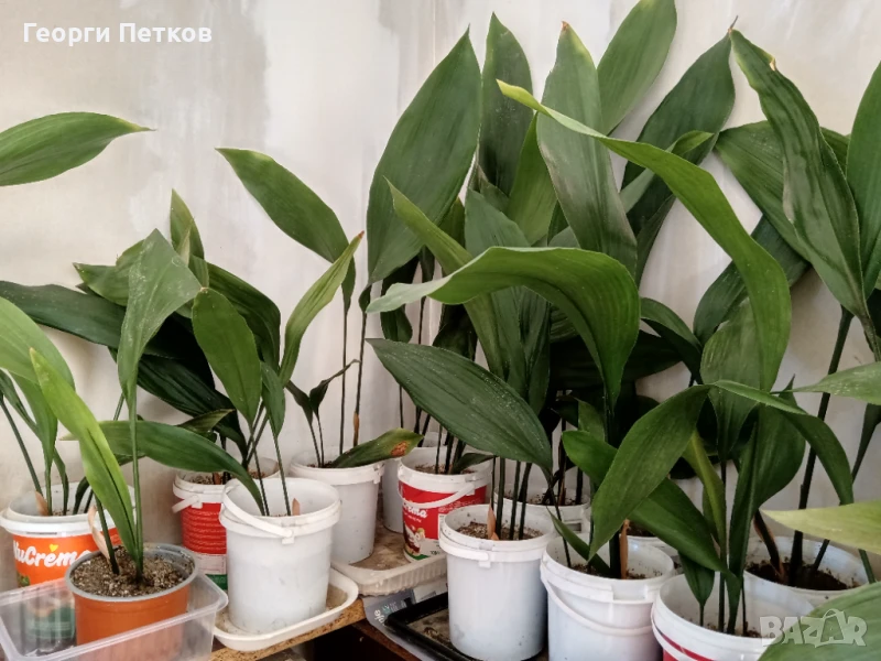 Семейно щастие (Аспидистра) с височина 40-50см., снимка 1