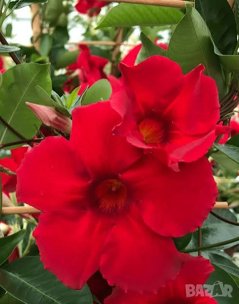 Дипладения,Мандевила , снимка 1