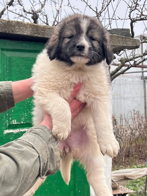 Продавам малки кученца, снимка 1