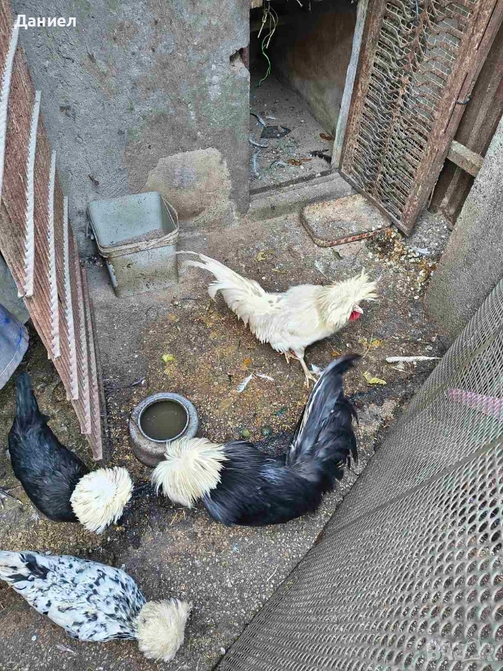 Холандска качулата (холандки), снимка 1