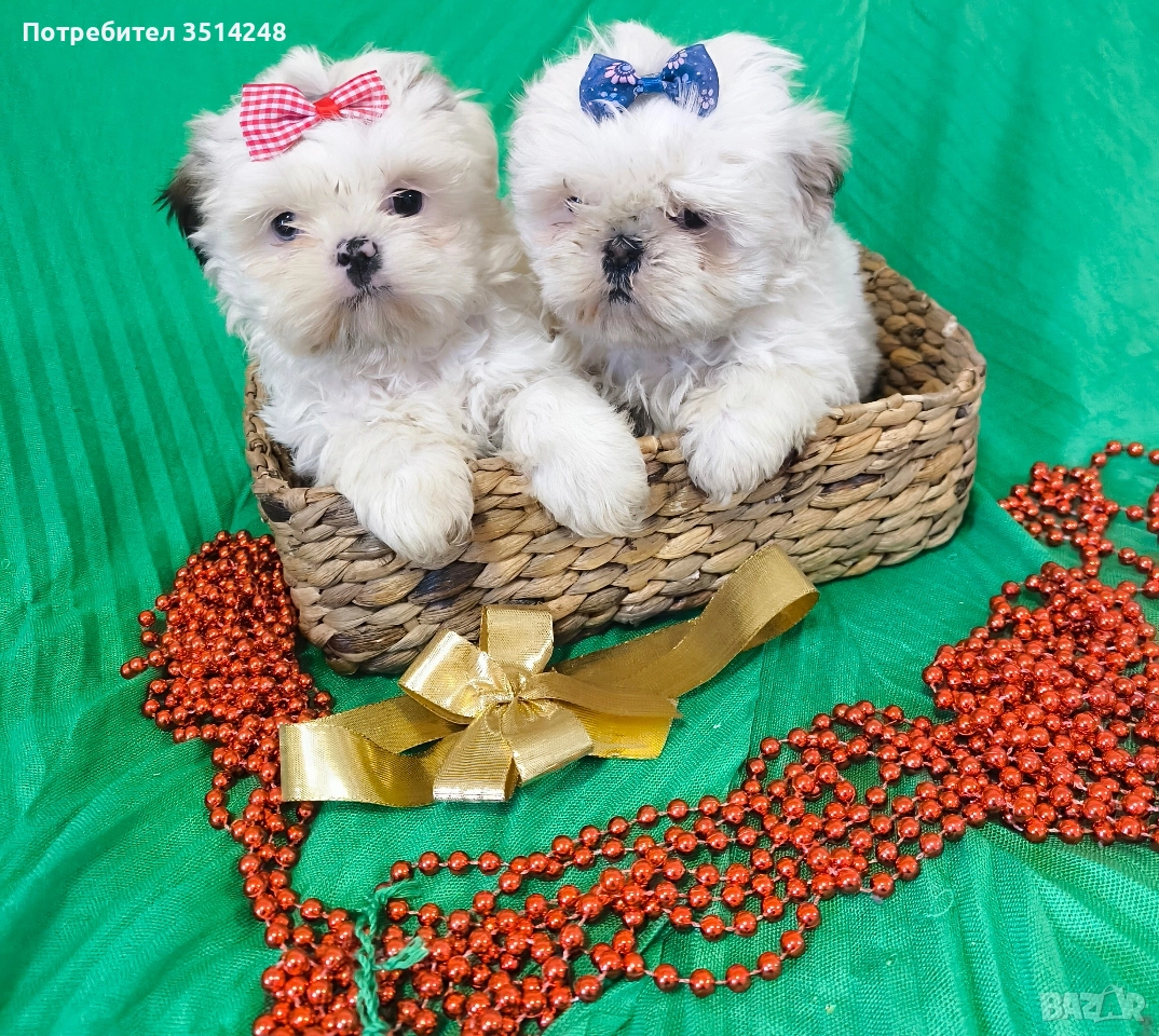 Ши тцу , снимка 1