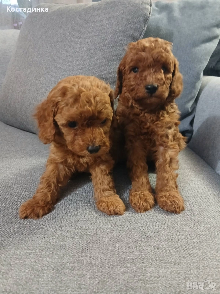 Продавам малки кученца той пудел , снимка 1