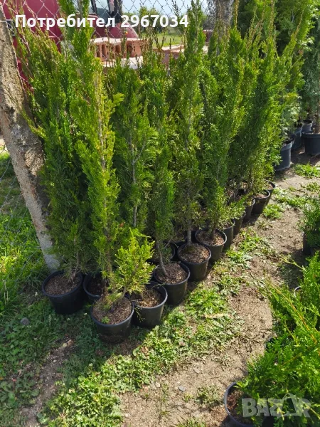 китайска дървовидна хвойна спартан, снимка 1