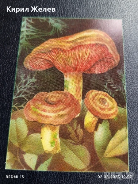 Старо календарче серия диви гъби за КОЛЕКЦИЯ ДЕКОРАЦИЯ 24889, снимка 1