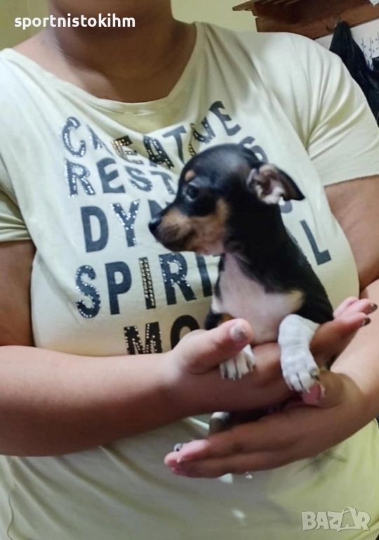 Мини пинчер мъжки, снимка 1