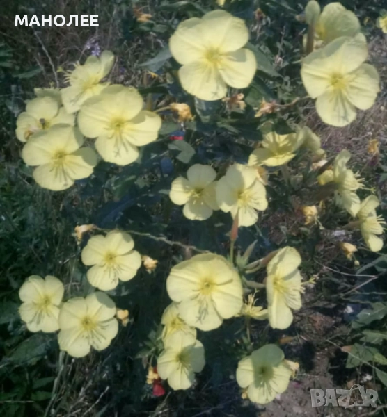 Вечерна иглика, снимка 1