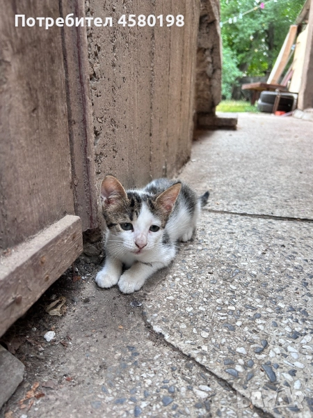 Подарявам две котенца, снимка 1