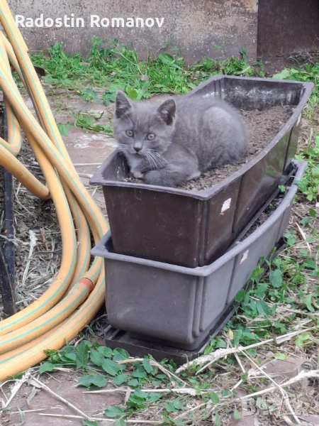 Подаряват се три малки котета. , снимка 1