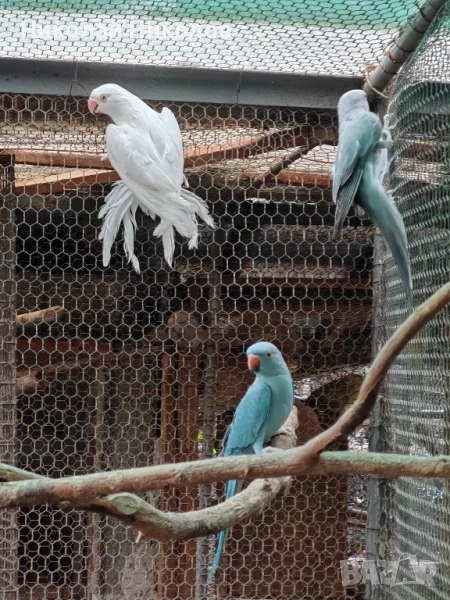 Малки александри, снимка 1