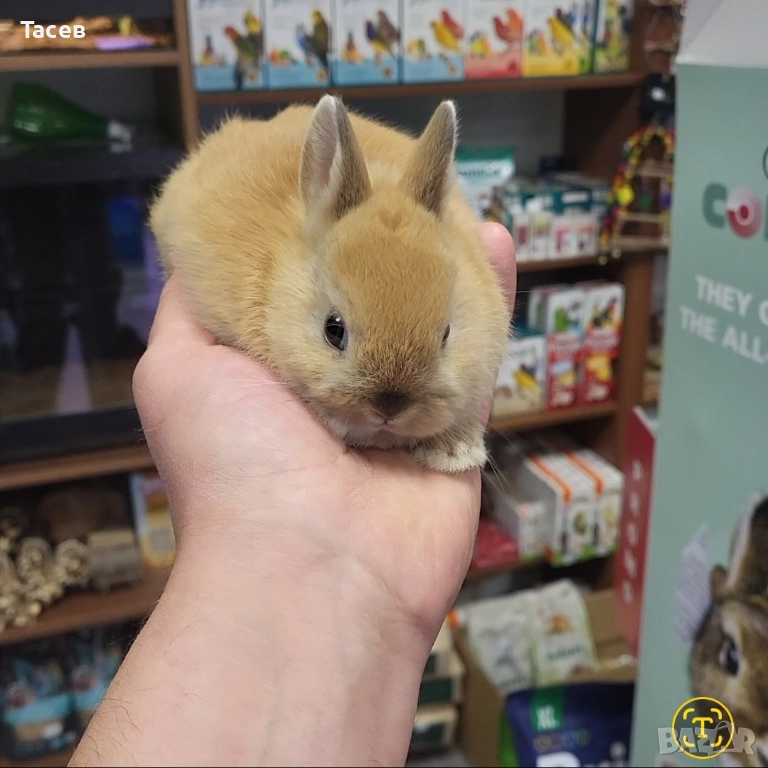 Мини зайчета, снимка 1