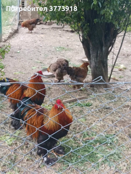 Продавам пилета брама по 7 лева , снимка 1