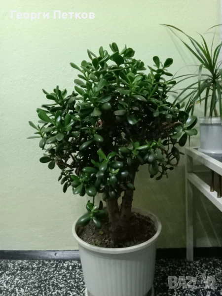 Дървото на живота-Красула. Стайно цвете, снимка 1