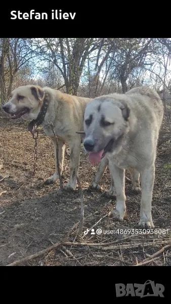 САО Алабай, снимка 1