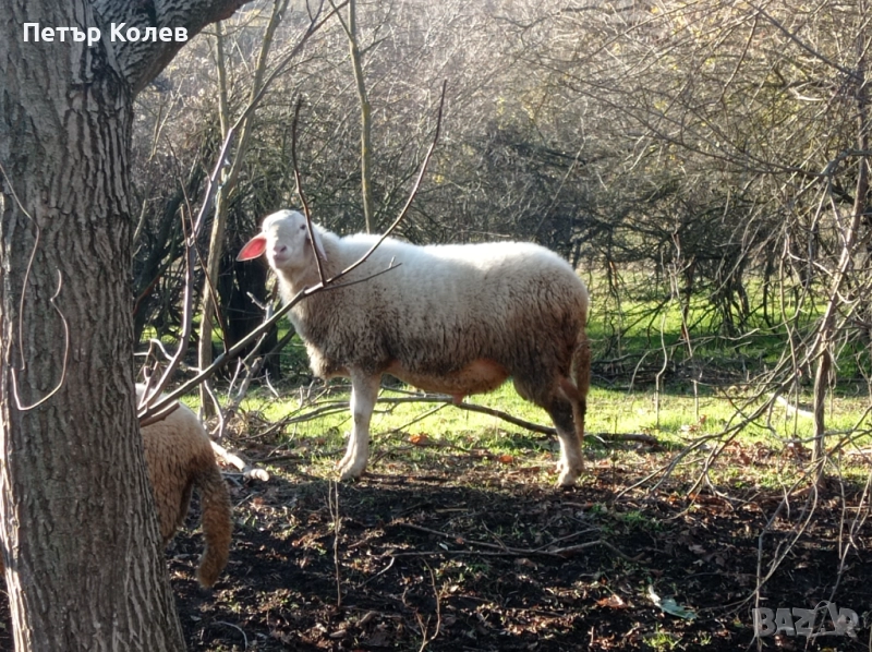 Продавам Коч Асаф, снимка 1