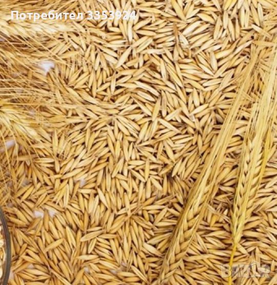 овес ,пшеница 380лв., снимка 1