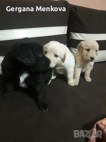 чистокръвни Лабрадори трилъри, снимка 4 - Лабрадор ретривър - 54070592