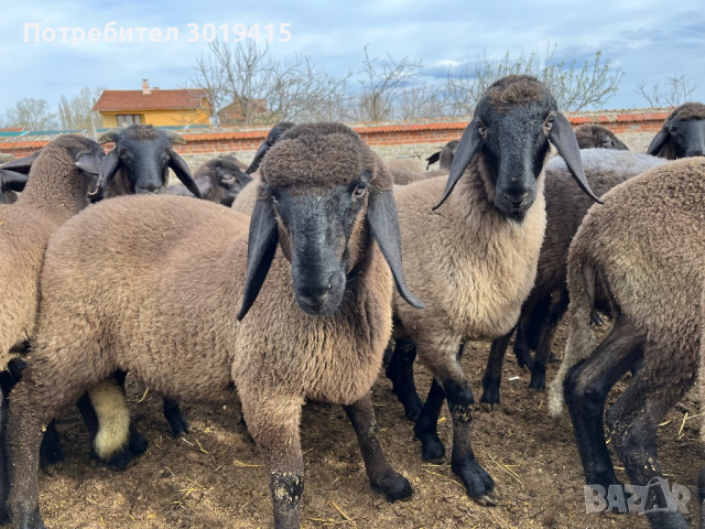 Плевенски черноглави агнета, снимка 2 - Овце - 45021028