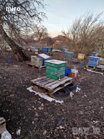 Кошери, снимка 2 - За пчели - 53924928