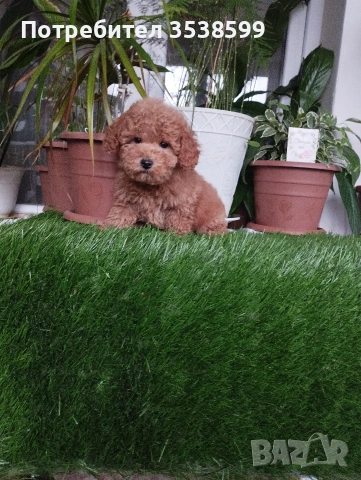 Мини Пуделчета., снимка 4 - Пудели - 52898082