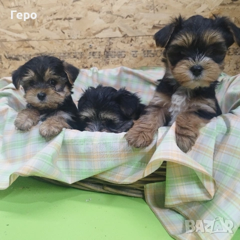 йоркширски териер , снимка 9 - Йоркширски териер - 53504599