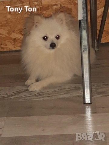 Померански шпиц , снимка 12 - Померан - 53939083