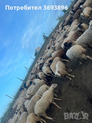 Продавам овце за тамазлак  , снимка 2 - Овце - 46006853