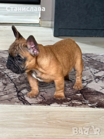 Френски булдог, снимка 2 - Френски булдог - 52930605