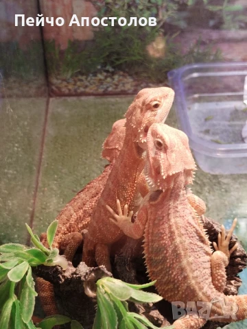 брадати агами и всичко необходимо за тяхното отглеждане, снимка 1