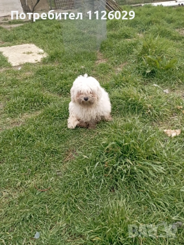 Малтийски болонки женски, снимка 4 - Болонка - 53719014