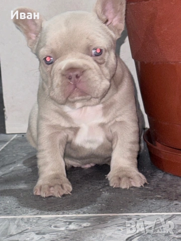 Френски булдог, снимка 3 - Френски булдог - 53140191