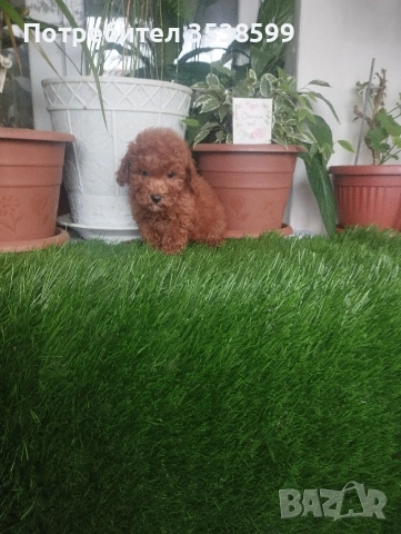 Той Пуделчета , снимка 3 - Пудели - 52909276