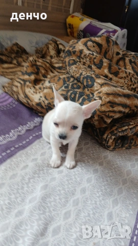 продавам чихопинчер