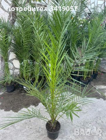 финикова палма 1.50 , снимка 2 - Градински цветя и растения - 45469083