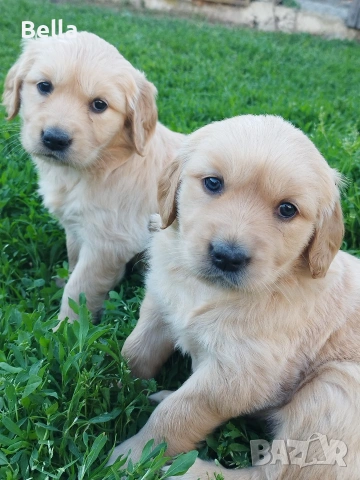 Голдън ретривър , снимка 3 - Голдън ретривър - 53778533