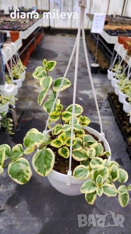 Кошница с вариегатна Винка, Vinca major Variegata, снимка 8 - Градински цветя и растения - 53249593