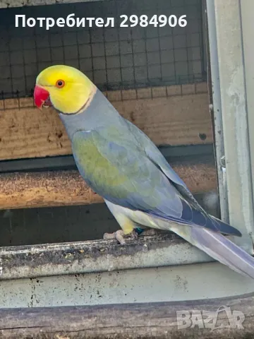 малък александър , ПРОМОЦИЯ