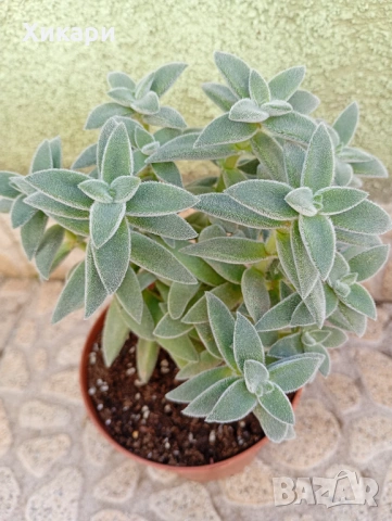 Красула Тенелли - Crassula mesembryanthemoides 'Tenelli  , снимка 2 - Стайни растения - 50303443