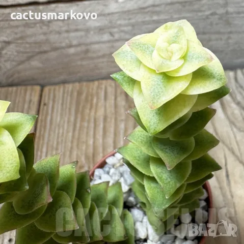 Crassula perforata f. variegata, снимка 3 - Стайни растения - 48124845